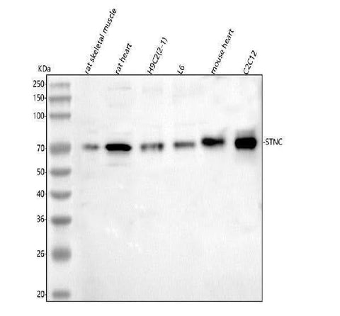 Anti-Syncoilin/Sync Antibody Picoband® Boster Bio