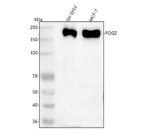 Anti-POGZ Antibody Picoband® Boster Bio