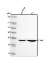 Anti-ICMT Antibody Picoband® Boster Bio
