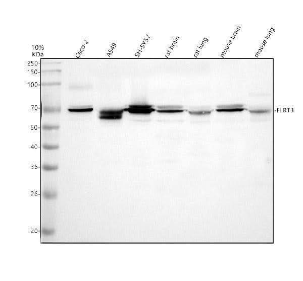 Anti-FLRT3 Antibody Picoband® Boster Bio
