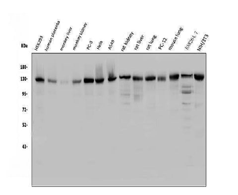 Anti-USP25 Antibody Picoband® Boster Bio