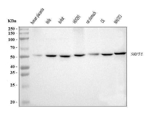 Anti-SRP54 Antibody Picoband® Boster Bio