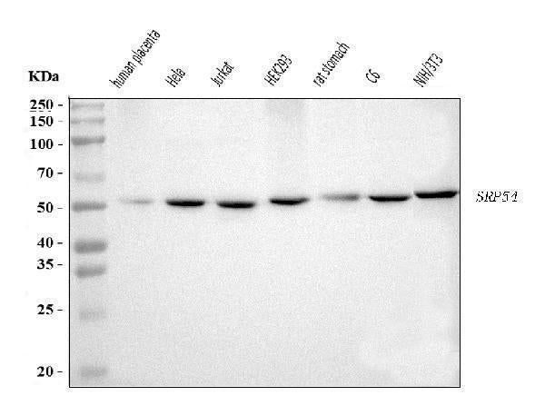 Anti-SRP54 Antibody Picoband® Boster Bio