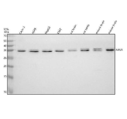 Anti-NFU1 Antibody Picoband® Boster Bio
