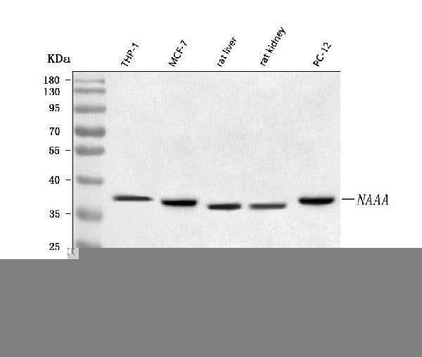 Anti-NAAA Antibody Picoband® Boster Bio