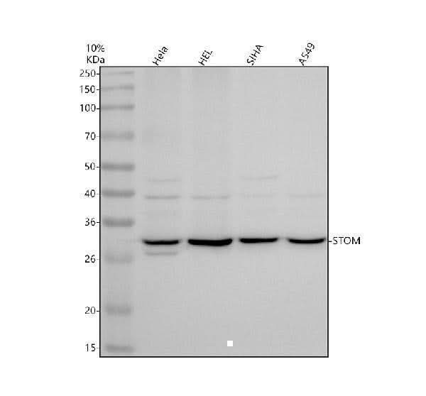 Anti-Stomatin/STOM Antibody Picoband® Boster Bio