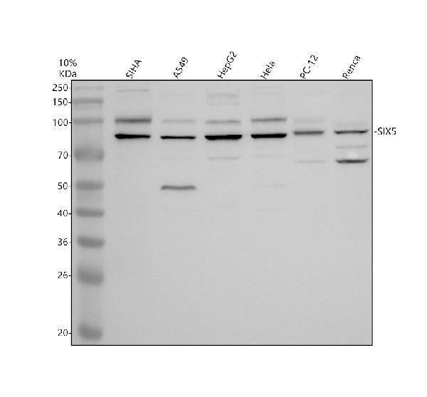 Anti-SIX5 Antibody Picoband® Boster Bio