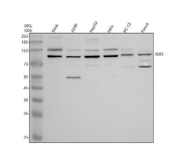 Anti-SIX5 Antibody Picoband® Boster Bio
