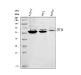 Anti-EIF3D Antibody Picoband® Boster Bio