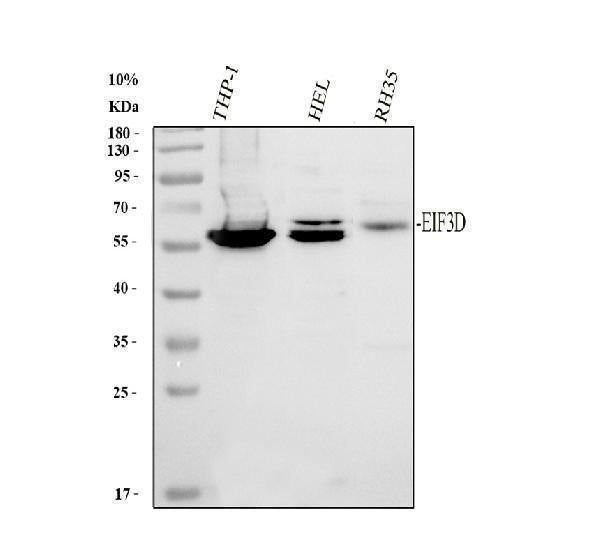 Anti-EIF3D Antibody Picoband® Boster Bio