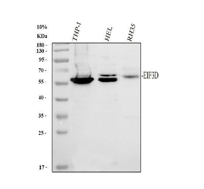Anti-EIF3D Antibody Picoband® Boster Bio