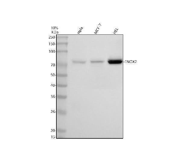 Anti-ENOX2 Antibody Picoband® Boster Bio