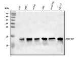 Anti-MYCBP Antibody Picoband® Boster Bio