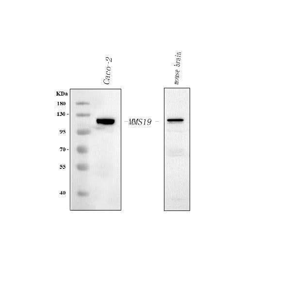 Anti-MMS19 Antibody Picoband® Boster Bio
