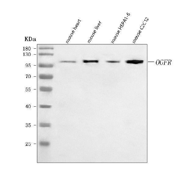 Anti-Ogfr Antibody Picoband® Boster Bio