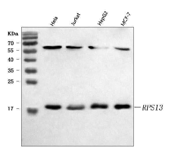 Anti-RPS13 Antibody Picoband® Boster Bio