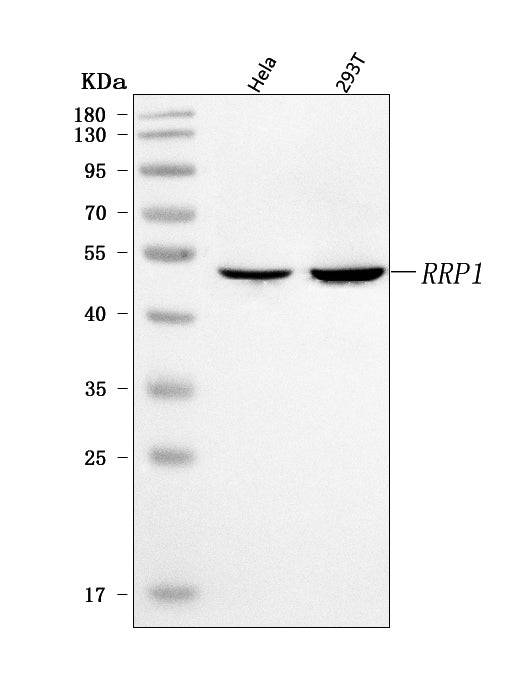 Anti-RRP1 Antibody Picoband® Boster Bio