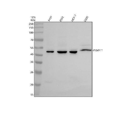 Anti-PKMYT1 Antibody Picoband® Boster Bio