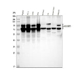 Anti-RANBP3 Antibody Picoband® Boster Bio