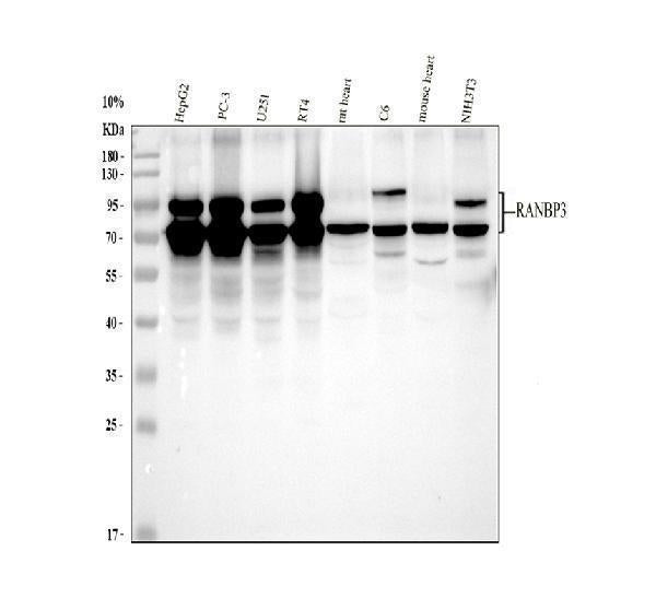 Anti-RANBP3 Antibody Picoband® Boster Bio