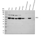 Anti-OMA1 Antibody Picoband® Boster Bio