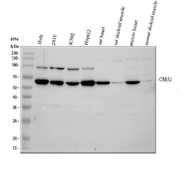 Anti-OMA1 Antibody Picoband® Boster Bio
