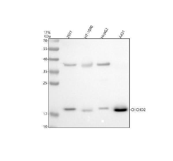 Anti-CHCHD2 Antibody Picoband® Boster Bio