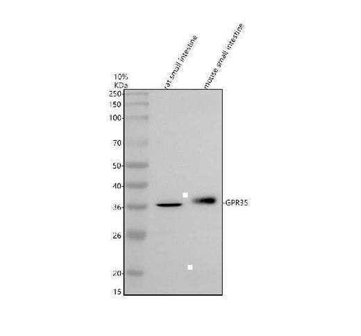 Anti-GPR35 Antibody Picoband® Boster Bio