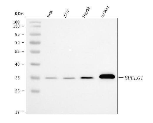 Anti-SUCLG1 Antibody Picoband® Boster Bio