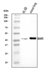 Anti-SKAP2 Antibody Picoband® Boster Bio