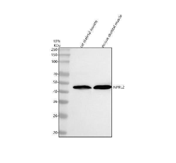 Anti-NPRL2 Antibody Picoband® Boster Bio
