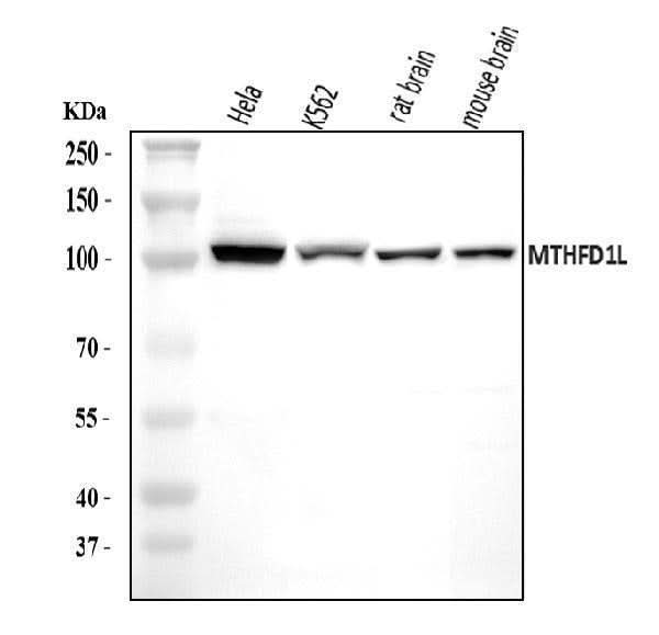 Anti-MTHFD1L Antibody Picoband® Boster Bio