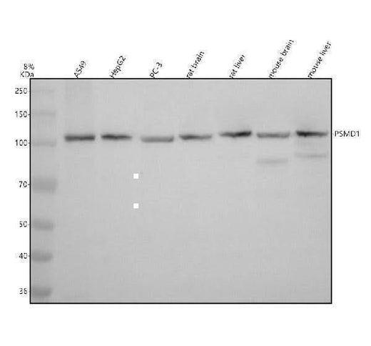 Anti-PSMD1 Antibody Picoband® Boster Bio