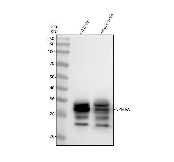 Anti-GPM6A Antibody Picoband® Boster Bio