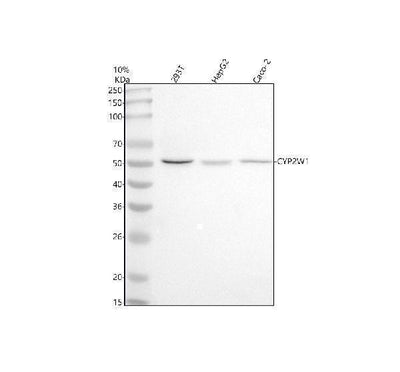 Anti-CYP2W1 Antibody Picoband® Boster Bio