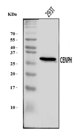 Anti-CENPH Antibody Picoband® Boster Bio