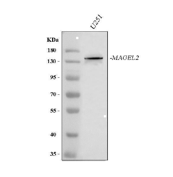 Anti-MAGEL2 Antibody Picoband® Boster Bio