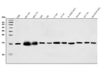 Anti-CHCHD10 Antibody Picoband® Boster Bio