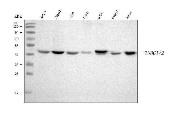 Anti-TUBG1/2 Antibody Picoband® Boster Bio