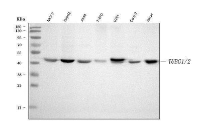 Anti-TUBG1/2 Antibody Picoband® Boster Bio