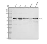 Anti-DTYMK Antibody Picoband® Boster Bio