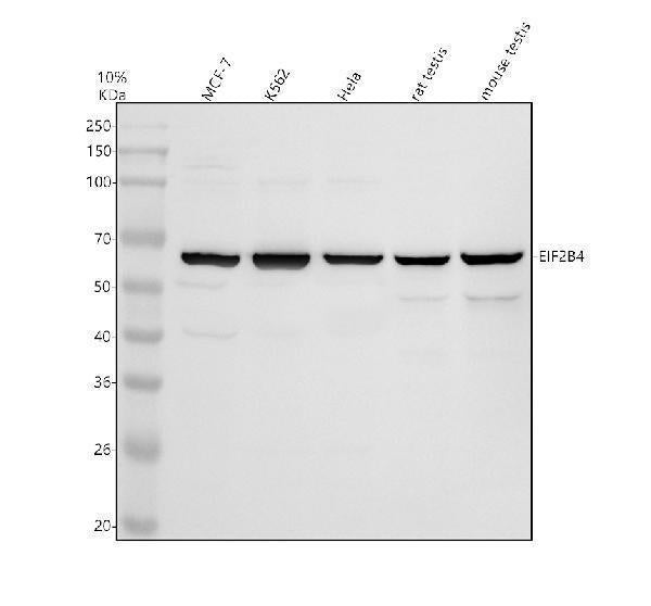 Anti-DTYMK Antibody Picoband® Boster Bio