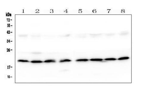 Anti-SKA2 Antibody Picoband® Boster Bio
