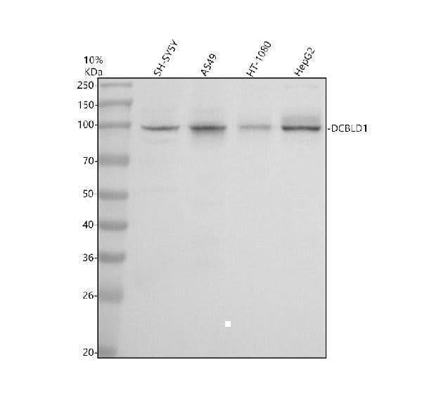Anti-DCBLD1 Antibody Picoband® Boster Bio