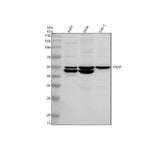 Anti-PD-ECGF/TYMP Antibody Picoband® Boster Bio