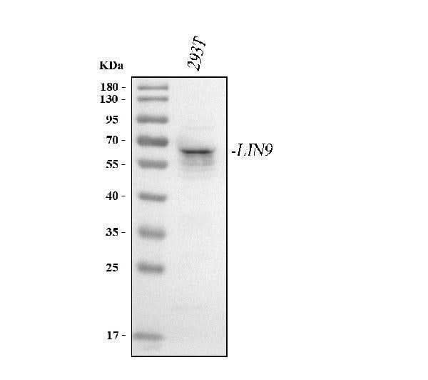 Anti-LIN9 Antibody Picoband® Boster Bio