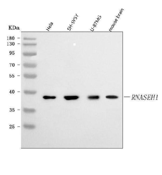 Anti-RNASEH1 Antibody Picoband® Boster Bio