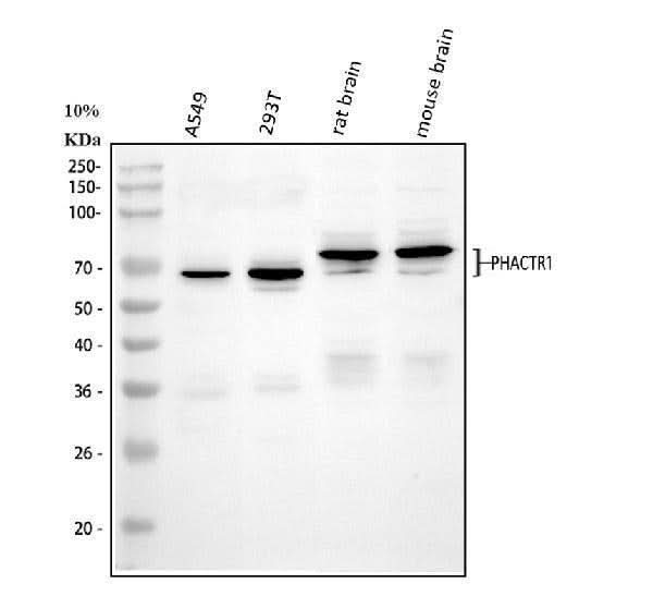 Anti-PHACTR1 Antibody Picoband® Boster Bio