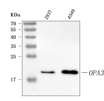 Anti-OPA3 Antibody Picoband® Boster Bio