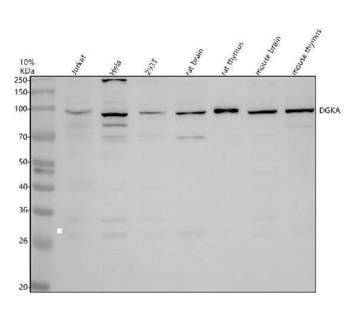 Anti-DGKA Antibody Picoband® Boster Bio